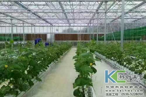 無(wú)土栽培,無(wú)土栽培技術(shù),無(wú)土栽培設(shè)備