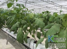 椰糠栽培 椰糠栽培