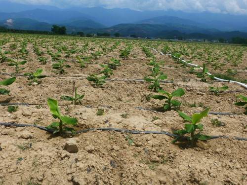 無土栽培，無土栽培技術(shù)，無土栽培設(shè)備