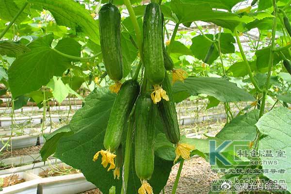 無土栽培，無土栽培技術，無土栽培設備