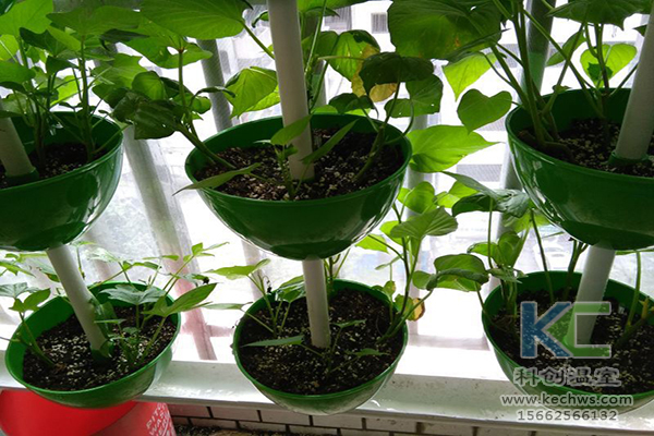 無土栽培，無土栽培技術，無土栽培設備