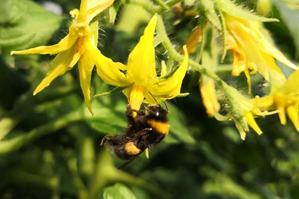 無土栽培,無土栽培技術,無土栽培設備