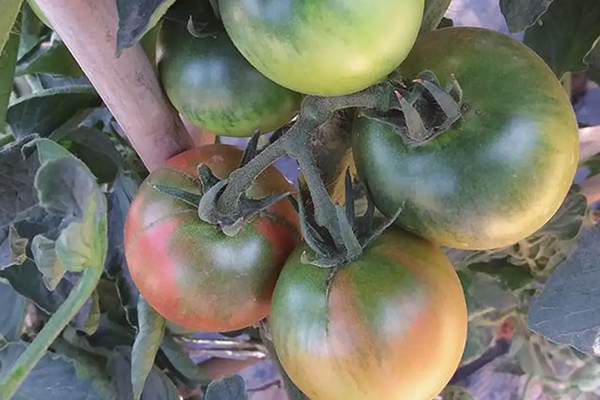 無土栽培,無土栽培技術,無土栽培設備