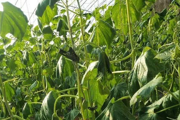 無(wú)土栽培,無(wú)土栽培技術(shù),無(wú)土栽培設(shè)備