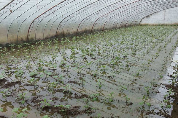 無土栽培,無土栽培技術(shù),無土栽培設(shè)備