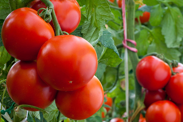 無(wú)土栽培，無(wú)土栽培技術(shù)，無(wú)土栽培設(shè)備