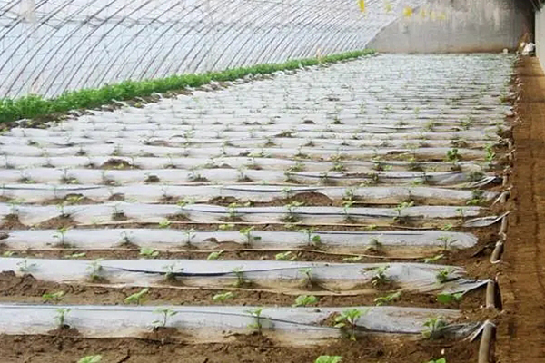 無(wú)土栽培,無(wú)土栽培技術(shù),無(wú)土栽培設(shè)備