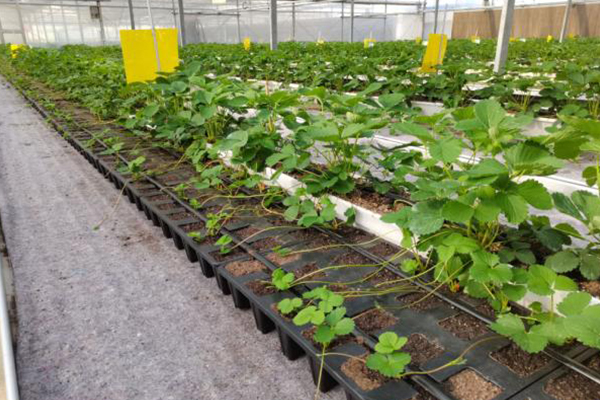 無土栽培,無土栽培技術(shù),無土栽培設(shè)備