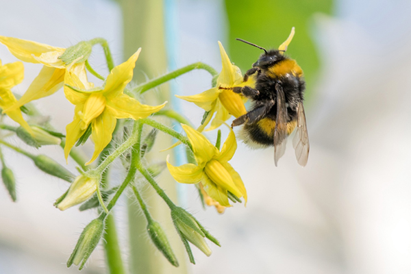 無土栽培,無土栽培技術,無土栽培設備