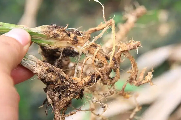 無(wú)土栽培,無(wú)土栽培技術(shù),無(wú)土栽培設(shè)備