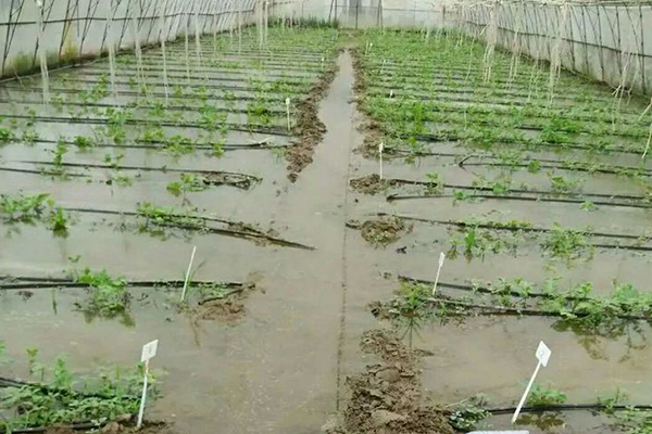 無土栽培,無土栽培技術(shù),無土栽培設(shè)備