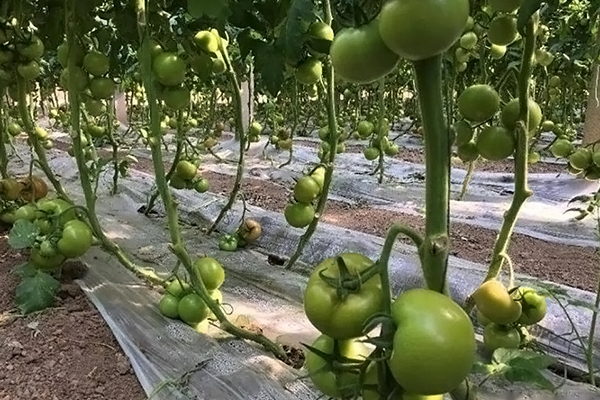 無(wú)土栽培，無(wú)土栽培技術(shù)，無(wú)土栽培設(shè)備