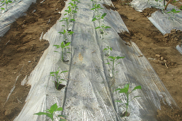 無(wú)土栽培,無(wú)土栽培技術(shù),無(wú)土栽培設(shè)備