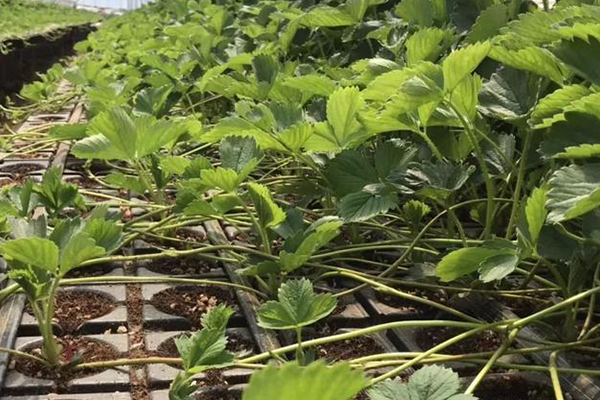 無土栽培,無土栽培技術(shù),無土栽培設(shè)備