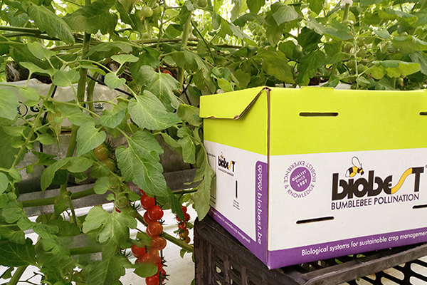 無土栽培,無土栽培技術,無土栽培設備