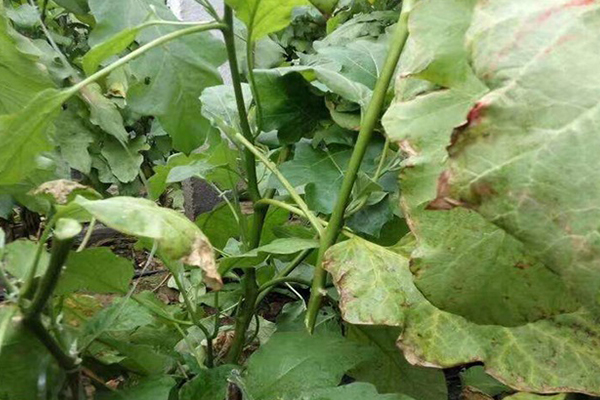 無(wú)土栽培,無(wú)土栽培技術(shù),無(wú)土栽培設(shè)備