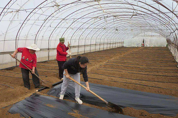 無土栽培,無土栽培技術(shù),無土栽培設(shè)備