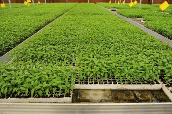 無土栽培,無土栽培技術,無土栽培設備