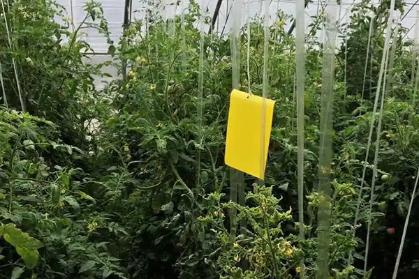 無(wú)土栽培，無(wú)土栽培技術(shù)，無(wú)土栽培設(shè)備