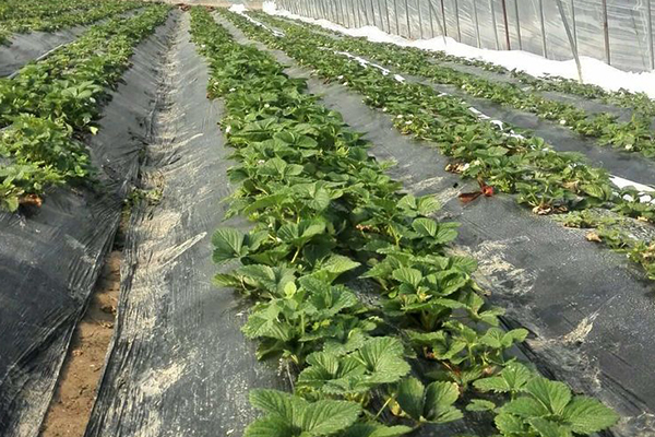 無(wú)土栽培,無(wú)土栽培技術(shù),無(wú)土栽培設(shè)備