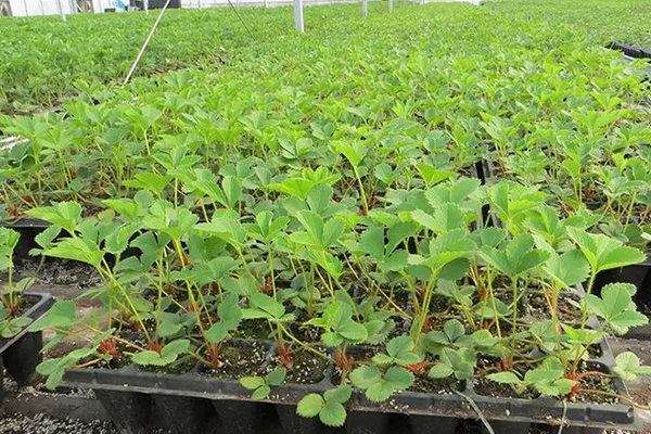 無土栽培,無土栽培技術(shù),無土栽培設(shè)備
