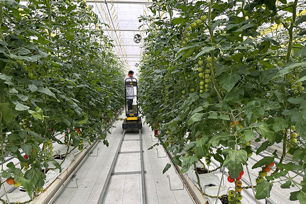 無土栽培,無土栽培技術,無土栽培設備