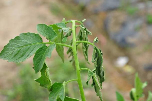 無(wú)土栽培,無(wú)土栽培技術(shù),無(wú)土栽培設(shè)備