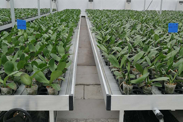 無土栽培,無土栽培技術,無土栽培設備