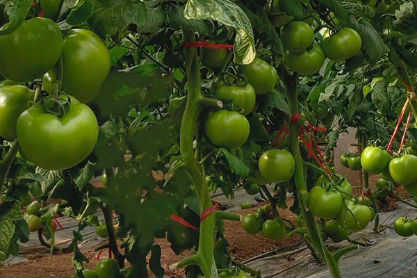 無(wú)土栽培，無(wú)土栽培技術(shù)，無(wú)土栽培設(shè)備