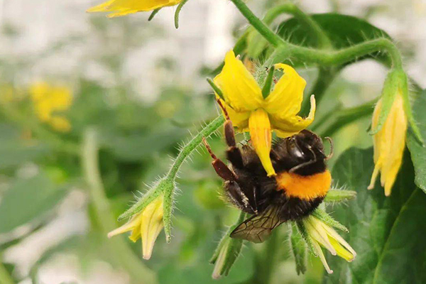無土栽培,無土栽培技術,無土栽培設備