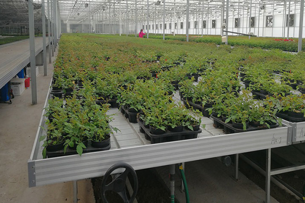 無土栽培,無土栽培技術,無土栽培設備
