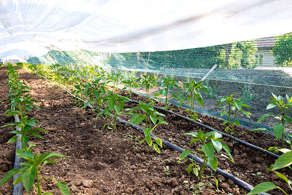 無土栽培,無土栽培技術,無土栽培設備