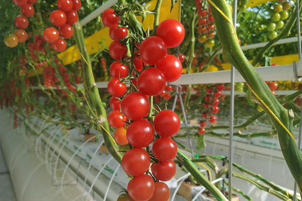 無土栽培,無土栽培技術,無土栽培設備