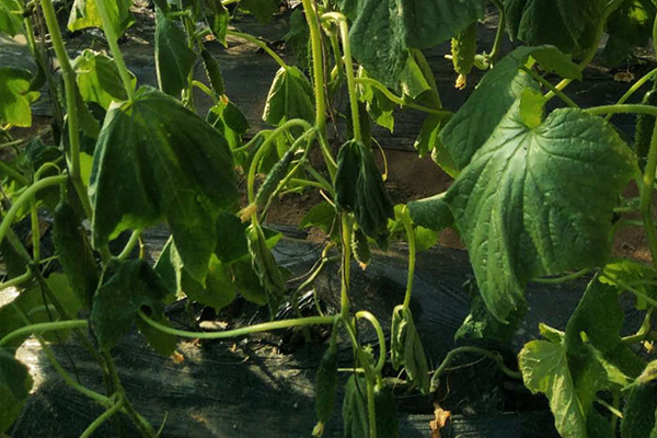 無(wú)土栽培,無(wú)土栽培技術(shù),無(wú)土栽培設(shè)備