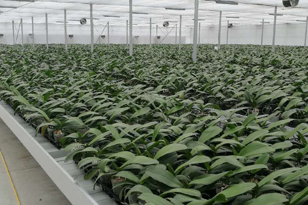 無土栽培,無土栽培技術,無土栽培設備