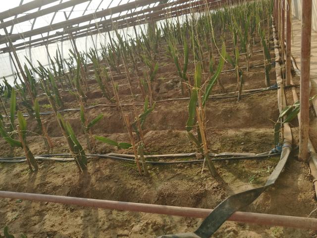 無土栽培，無土栽培技術，無土栽培設備