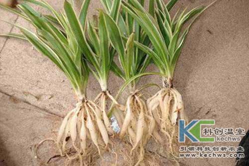 無土栽培，無土栽培技術(shù)，無土栽培設(shè)備