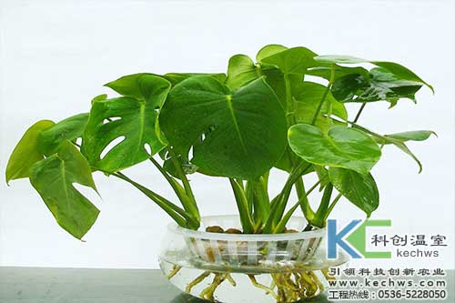 無土栽培，無土栽培技術，無土栽培設備