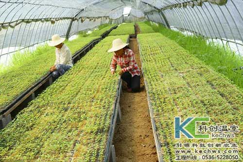 無土栽培，無土栽培技術，無土栽培設備