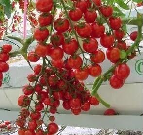 無土栽培，無土栽培技術(shù)，無土栽培設(shè)備