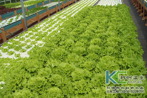 無土栽培，無土栽培技術(shù)，無土栽培設(shè)備