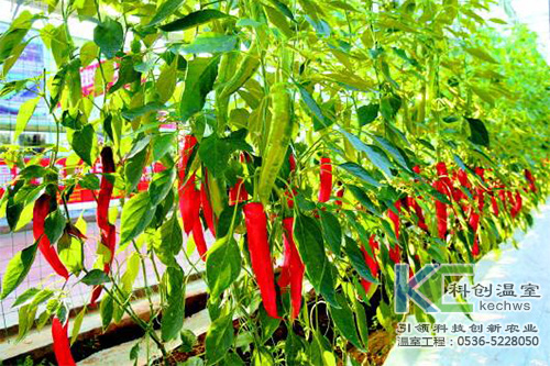 無土栽培，無土栽培技術，無土栽培設備