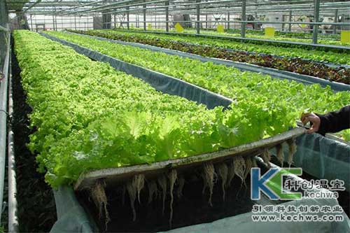 無土栽培，無土栽培技術，無土栽培設備