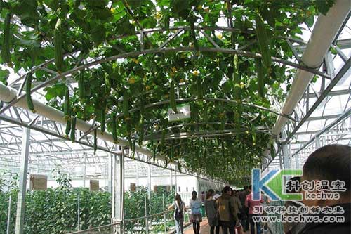 無土栽培，無土栽培技術，無土栽培設備