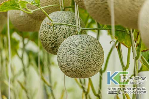 無土栽培，無土栽培技術，無土栽培設備