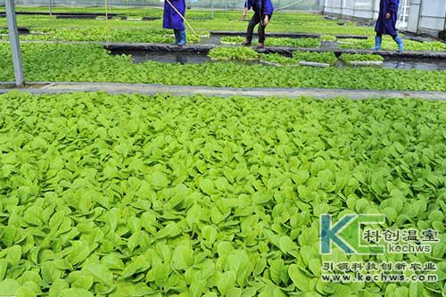 無土栽培，無土栽培技術(shù)，無土栽培設(shè)備