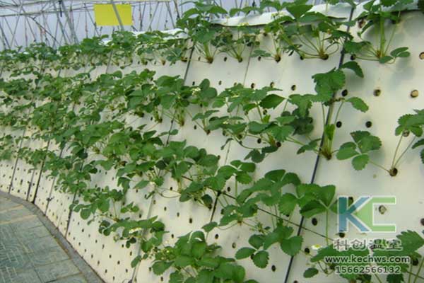 無(wú)土栽培，無(wú)土栽培技術(shù)，無(wú)土栽培設(shè)備