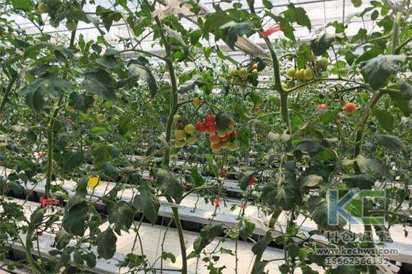 無土栽培，無土栽培技術，無土栽培設備