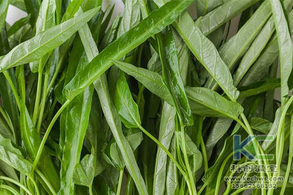 無土栽培，無土栽培技術，無土栽培設備