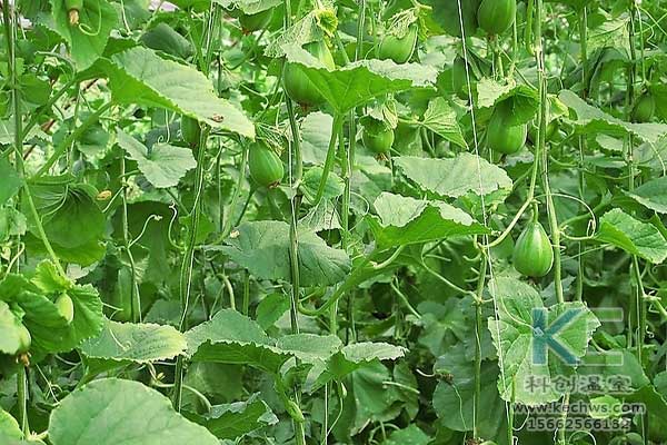 無土栽培，無土栽培技術，無土栽培設備